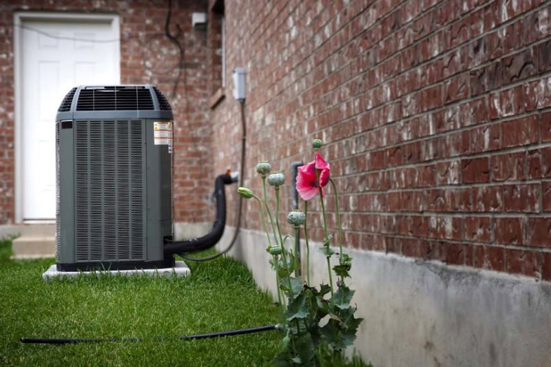 flower blooming with an outdoor air conditioning unit in the background.
