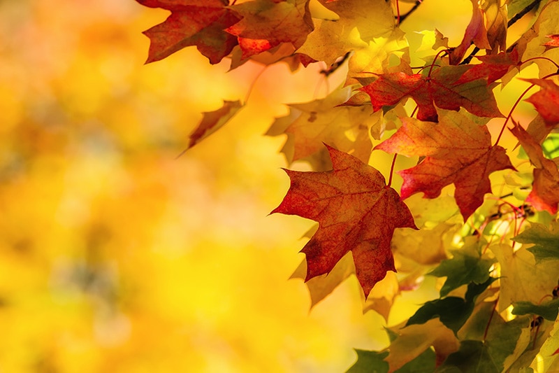 Close up of autumn leaves, Fall Maintenance Checklist | HVAC Maintenance, Air Duct Cleaning, IAQ