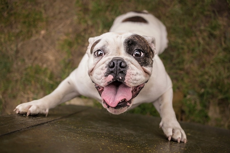 A white and brown bulldog outside standing on its hind legs with its mouth open while leaning, Protect Your Pets From Your Plumbing