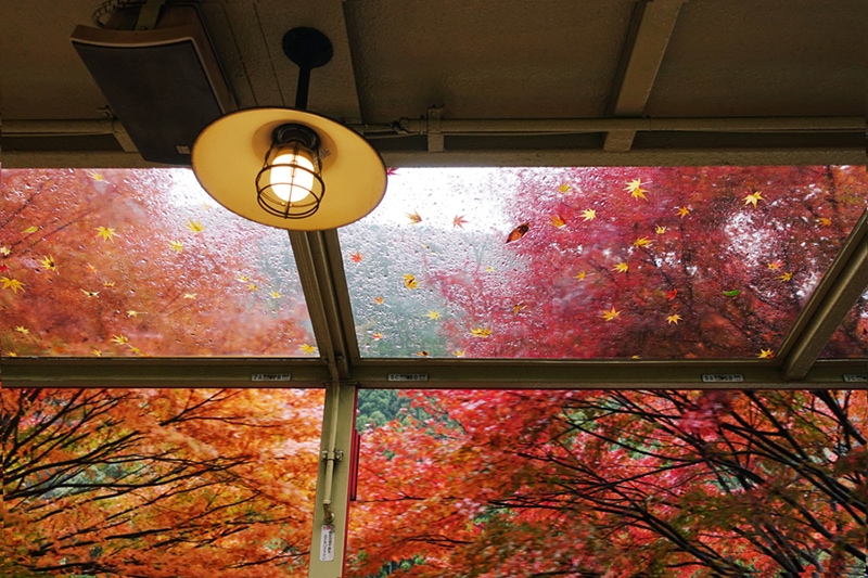 Maple trees with red and orange fall colors,