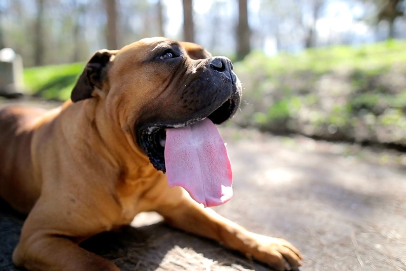 dog with tongue hanging out