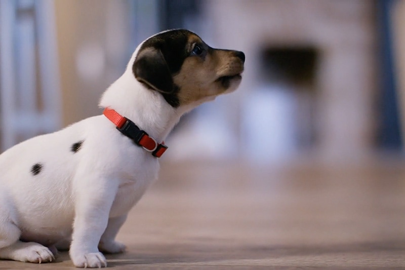 White & brown puppy with a red collar sitting on the floor, Video - Does Indoor Air Quality Affect My Pet?