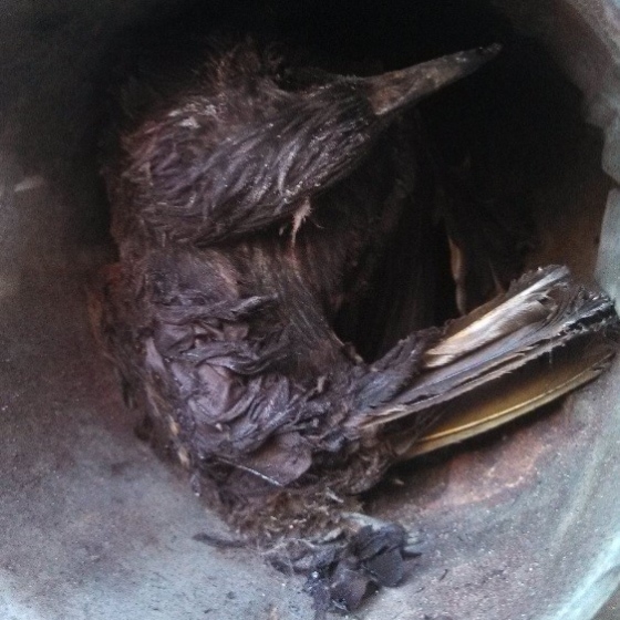 Bird blocking furnace flue pipe.